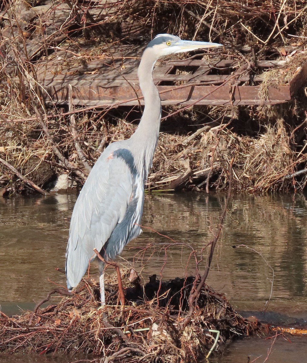 Great Blue Heron - ML645214906