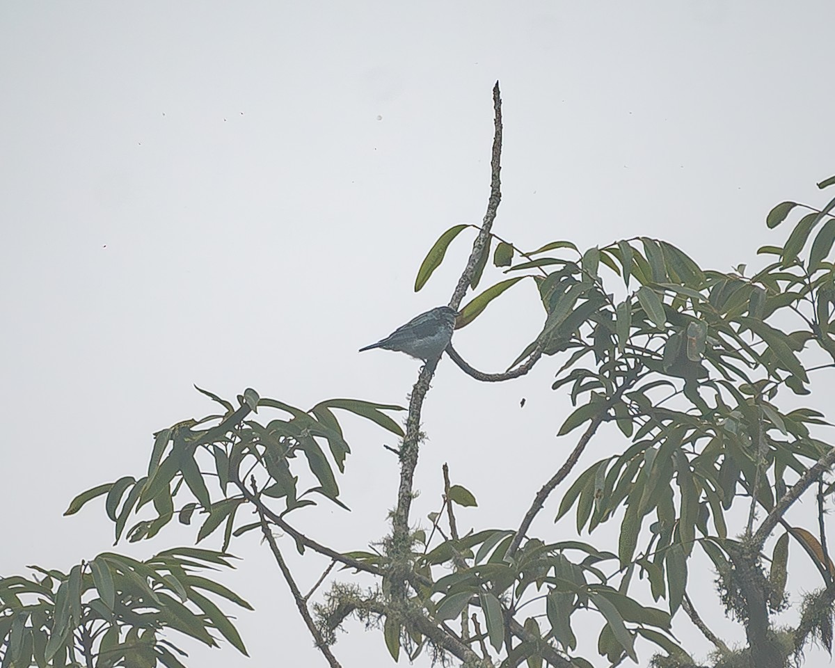 Azure-rumped Tanager - ML645214911