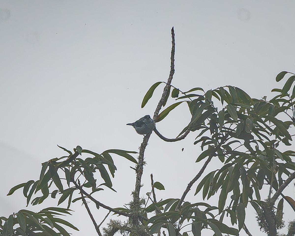 Azure-rumped Tanager - ML645214912