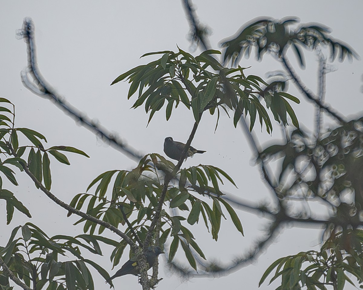 Azure-rumped Tanager - ML645214913