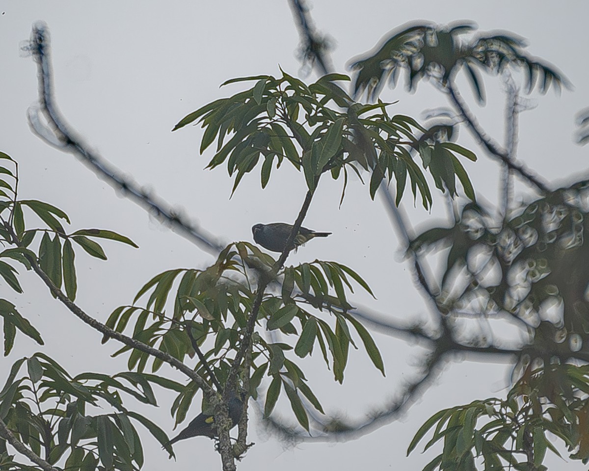 Azure-rumped Tanager - ML645214914