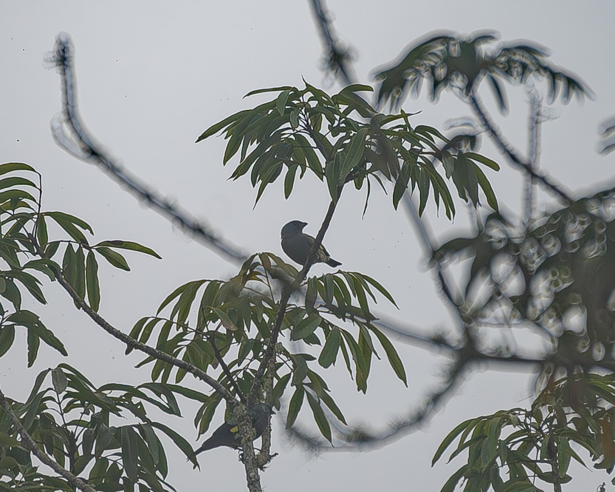 Azure-rumped Tanager - ML645214915