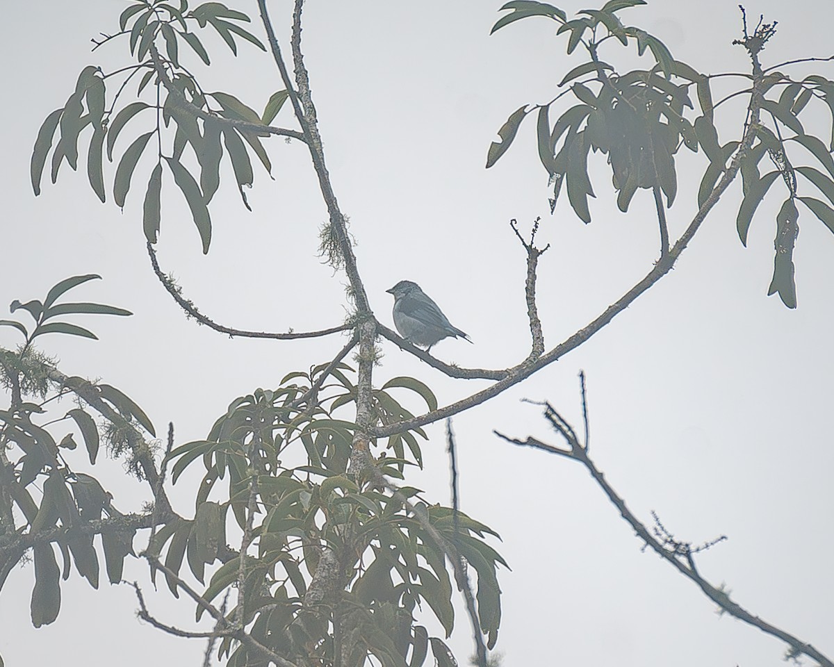 Azure-rumped Tanager - ML645214916