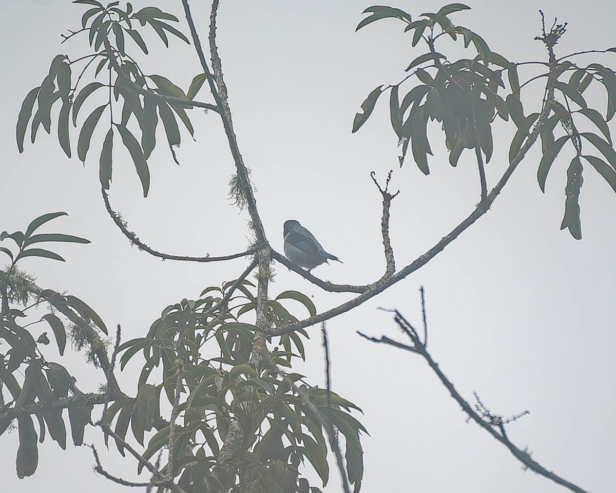 Azure-rumped Tanager - ML645214917