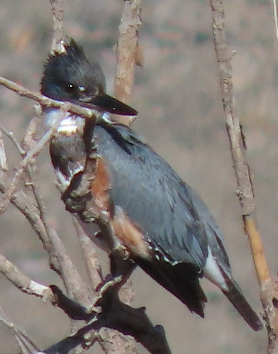 Belted Kingfisher - ML645214935