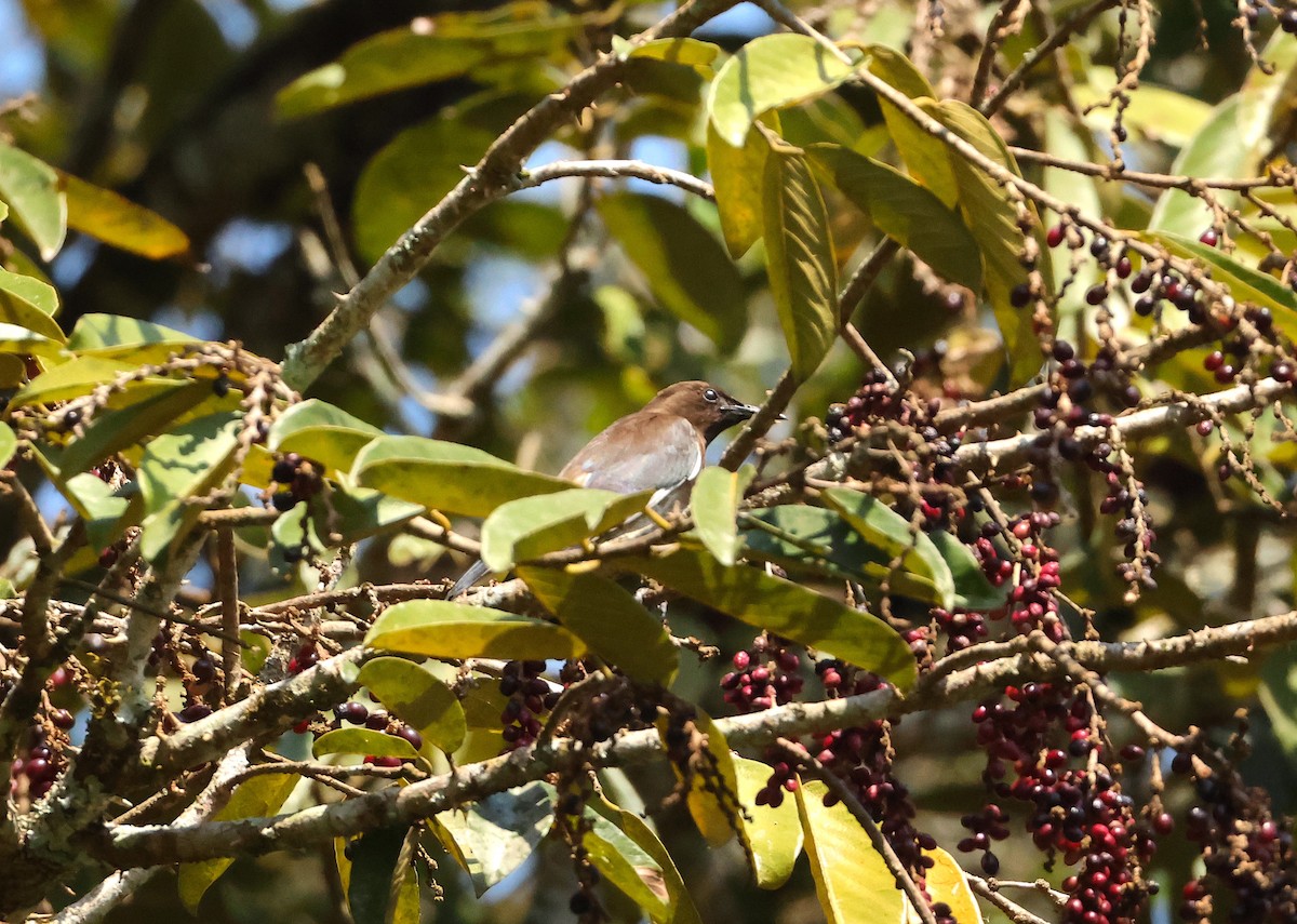 Madagascar Starling - ML645214941