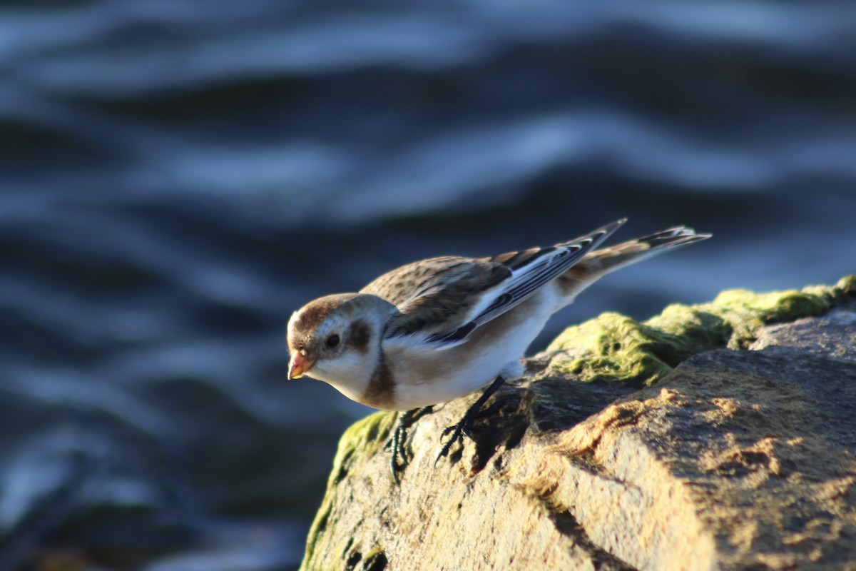 Snow Bunting - ML645214950