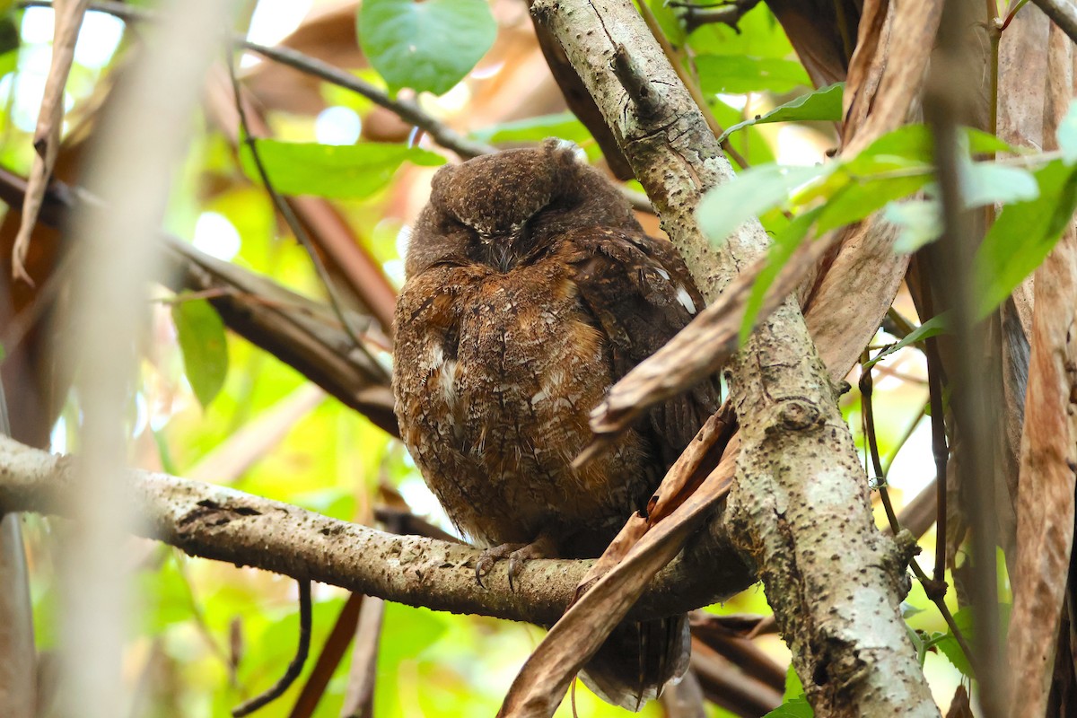 Madagascar Scops-Owl (Rainforest) - ML645214951