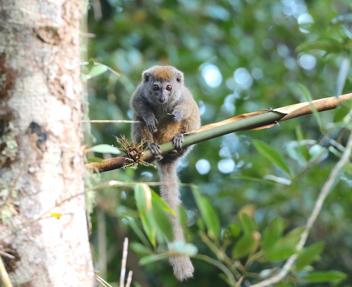 Eastern Lesser Bamboo Lemur - ML645214956