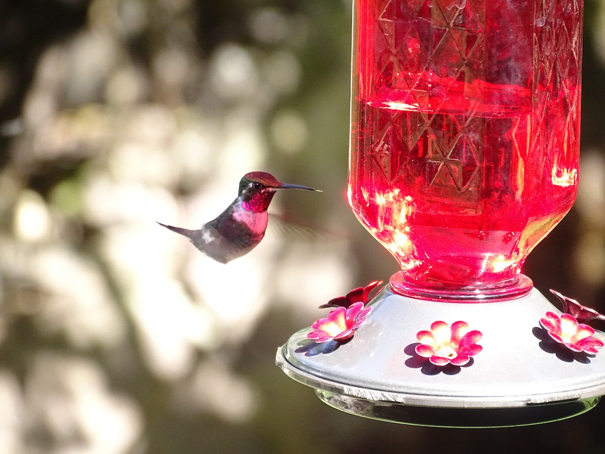 White-bellied Woodstar - ML645214959