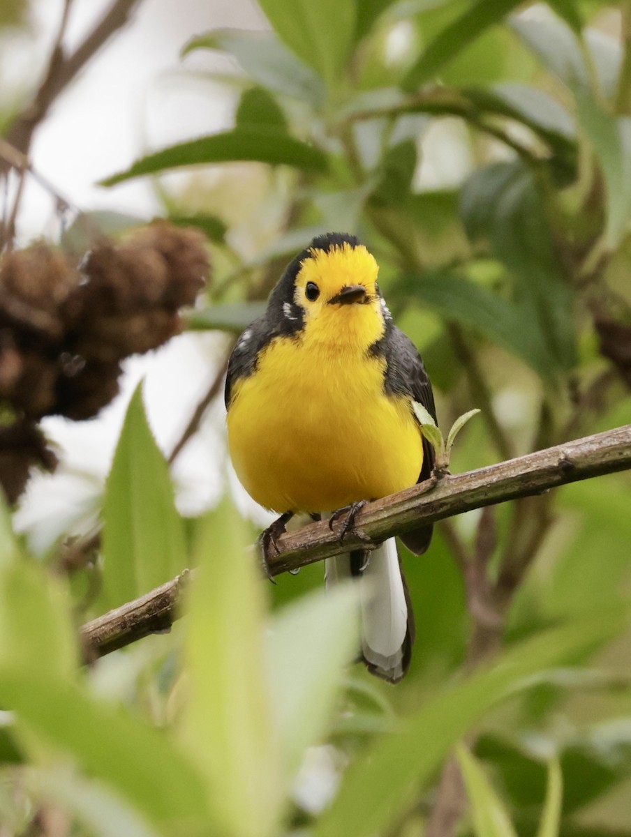 Süslü Ötleğen - ML645214963