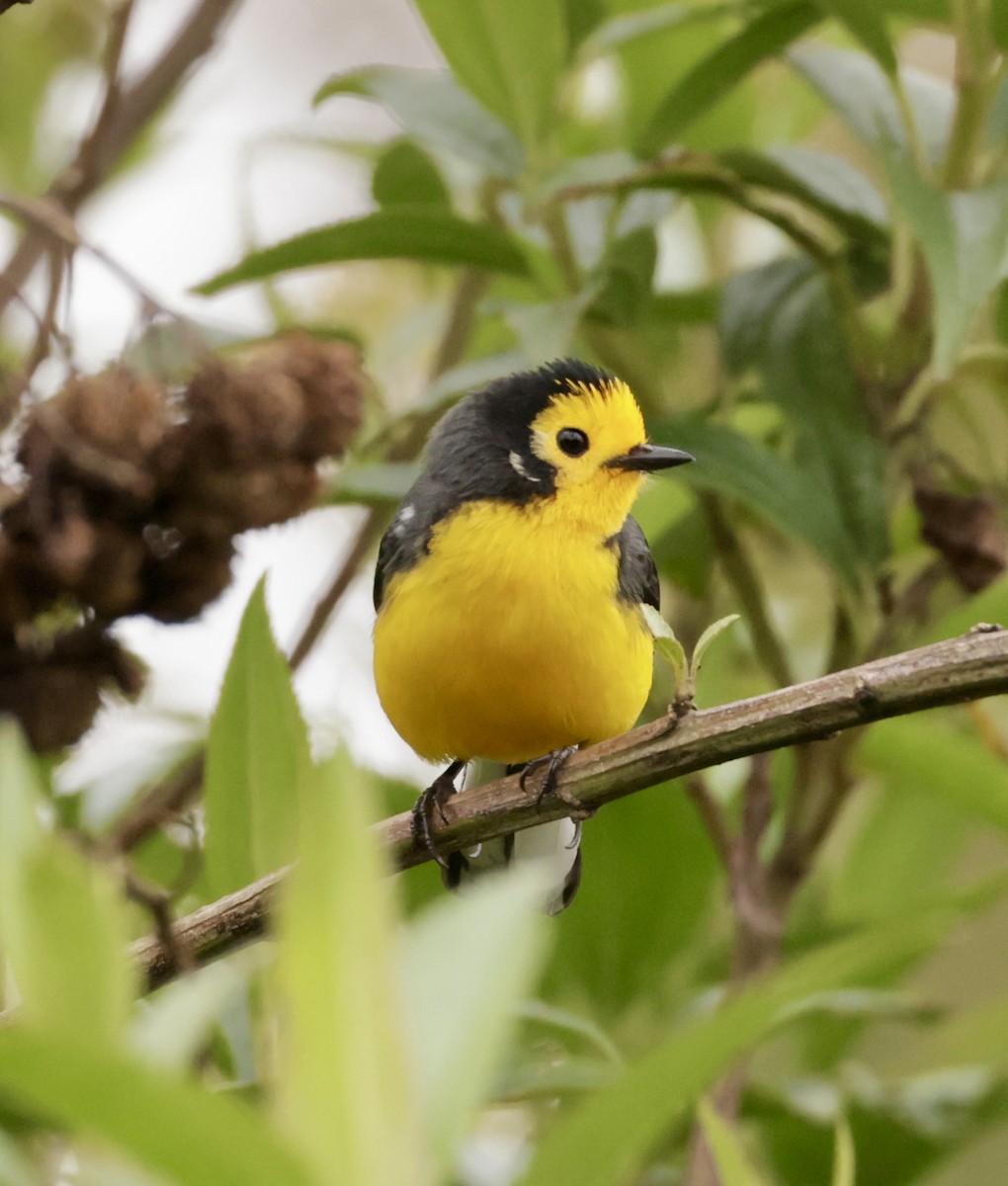 Süslü Ötleğen - ML645214964