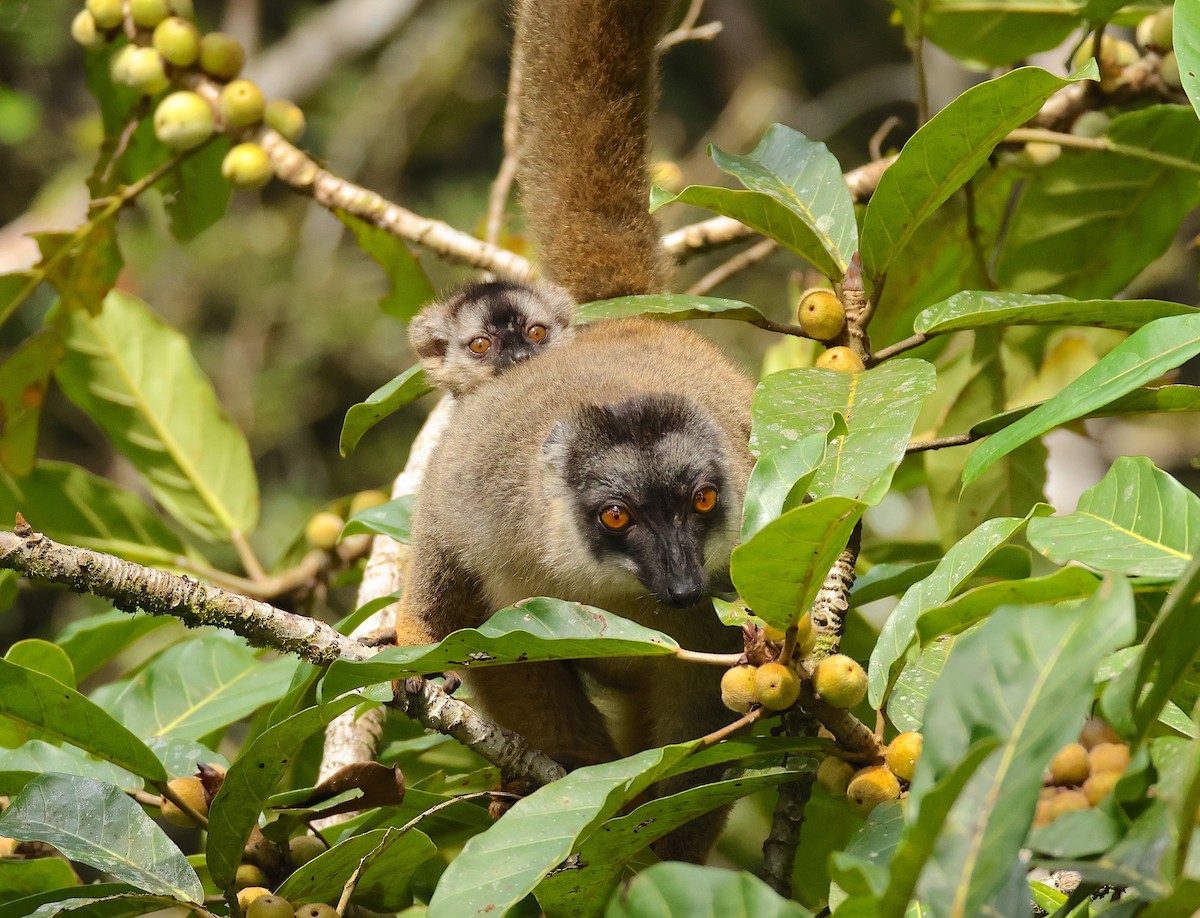 Common Brown Lemur - ML645214968