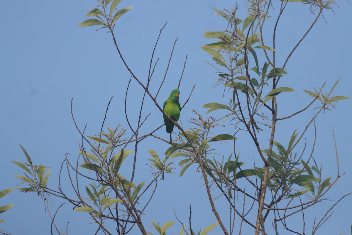 lorikul modrobradý - ML645214974