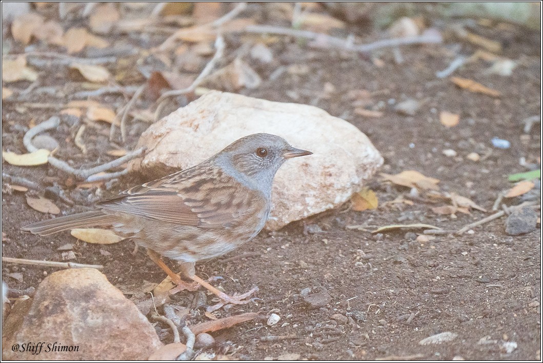Accenteur mouchet - ML645214997