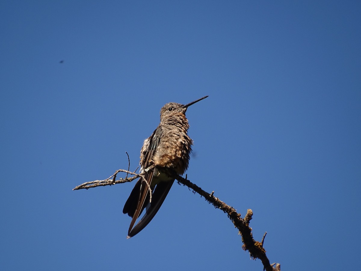 kjempekolibri - ML645215021