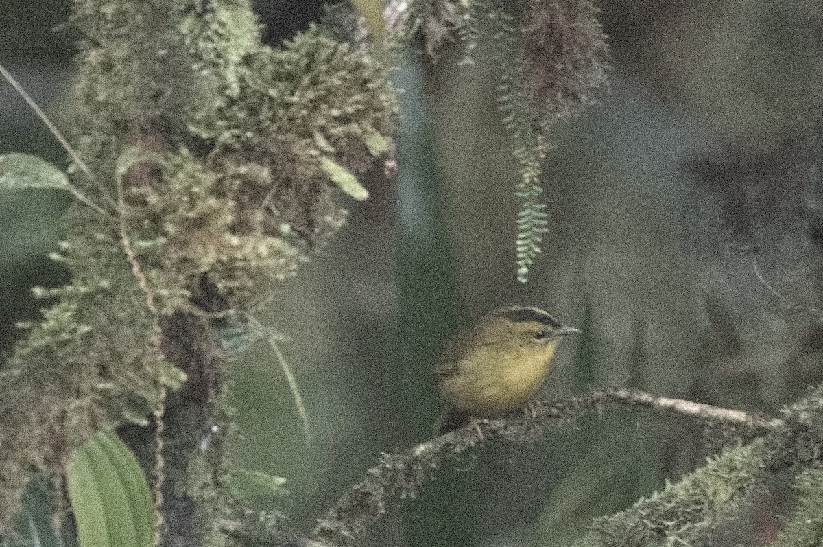 Коронник смугастоголовий - ML645215042