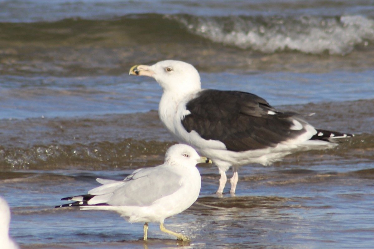 Great Black-backed Gull - ML645215043