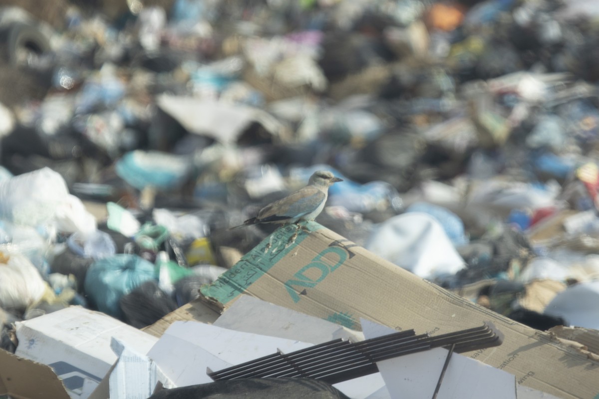 European Roller - ML645215057