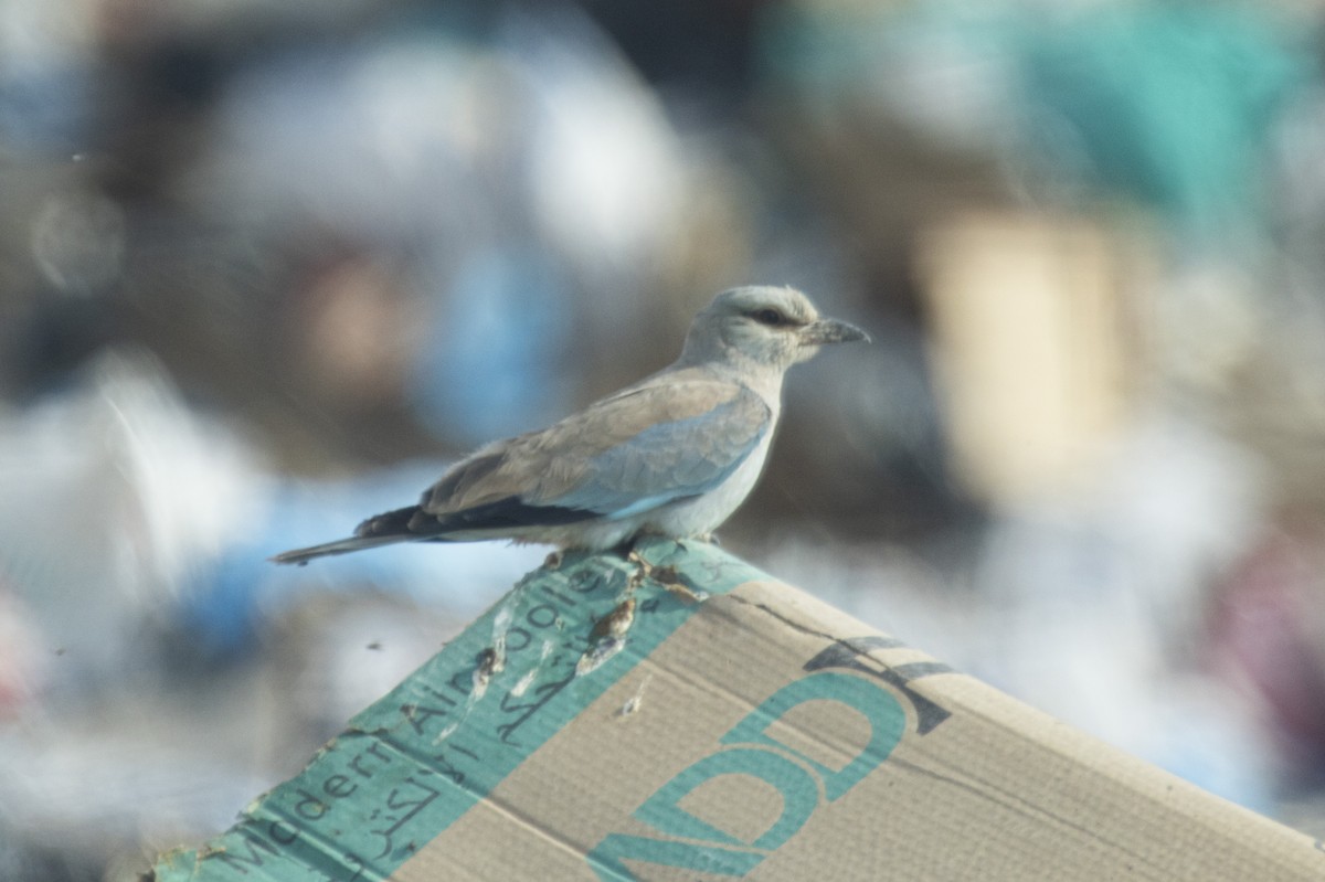 European Roller - ML645215058