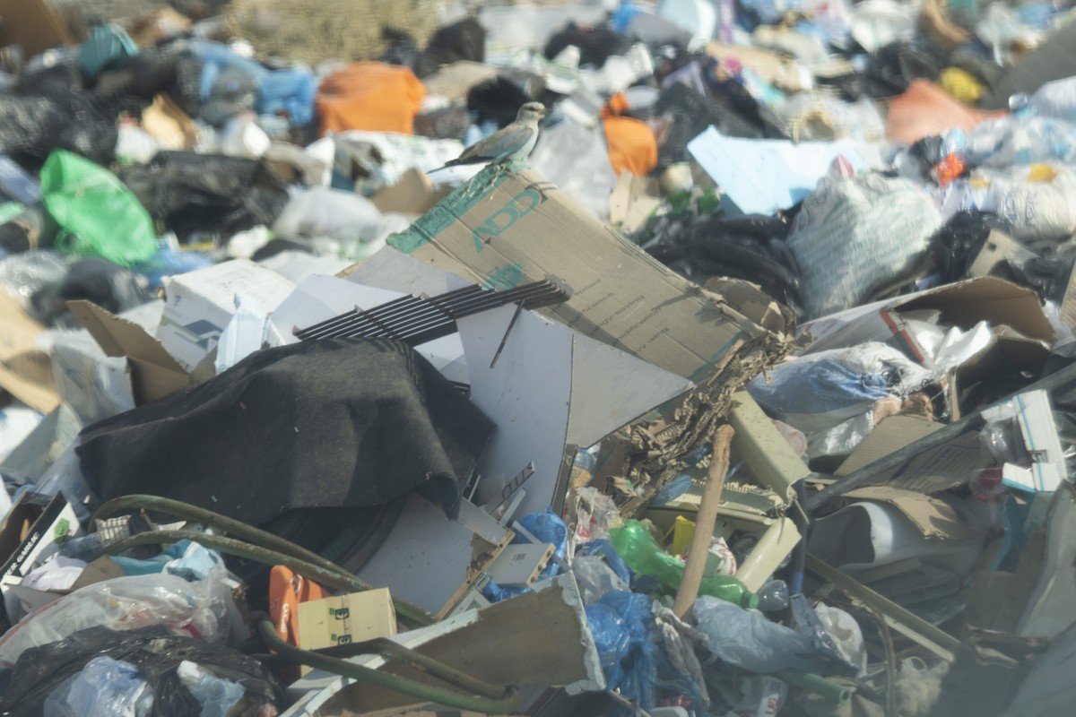 European Roller - ML645215059