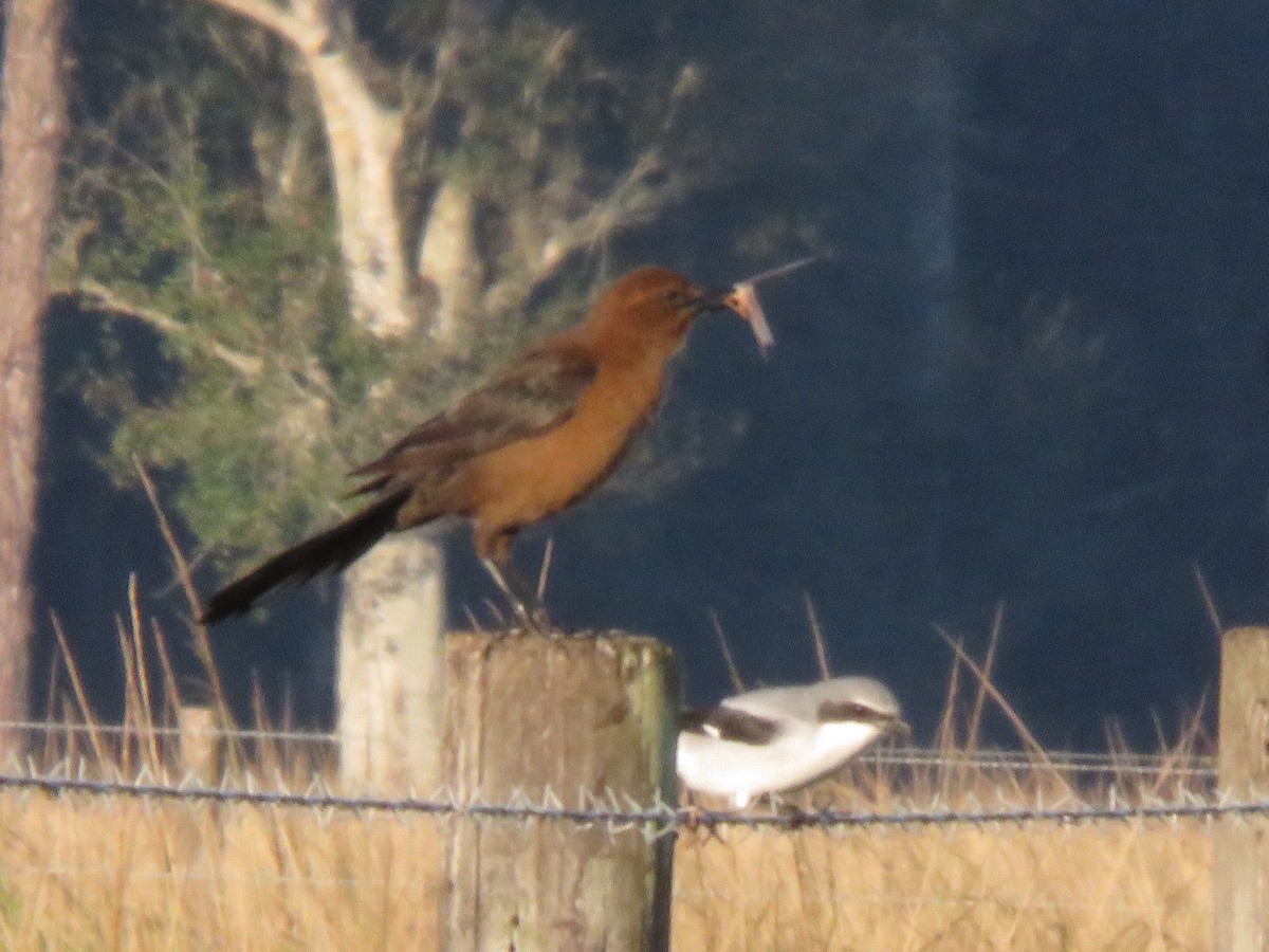 Boat-tailed Grackle - ML645215064