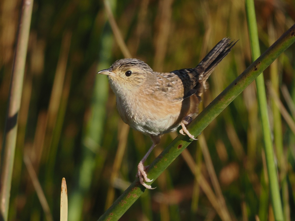 Sedge Wren - ML645215076