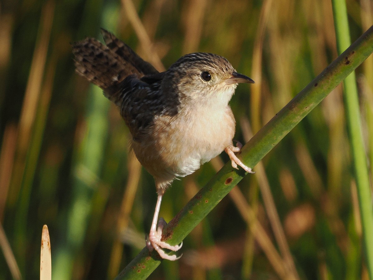 Sedge Wren - ML645215077
