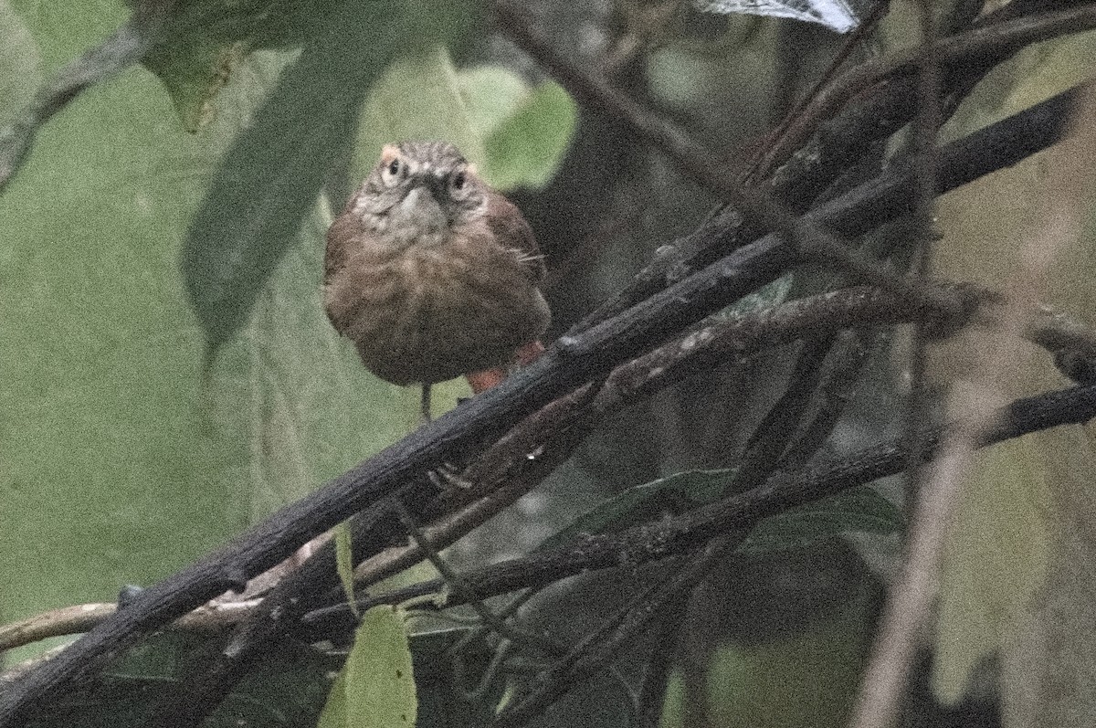 Scaly-throated Foliage-gleaner - ML645215078