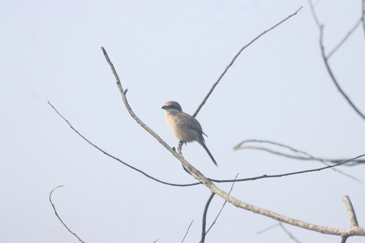 ťuhýk hnědý - ML645215086