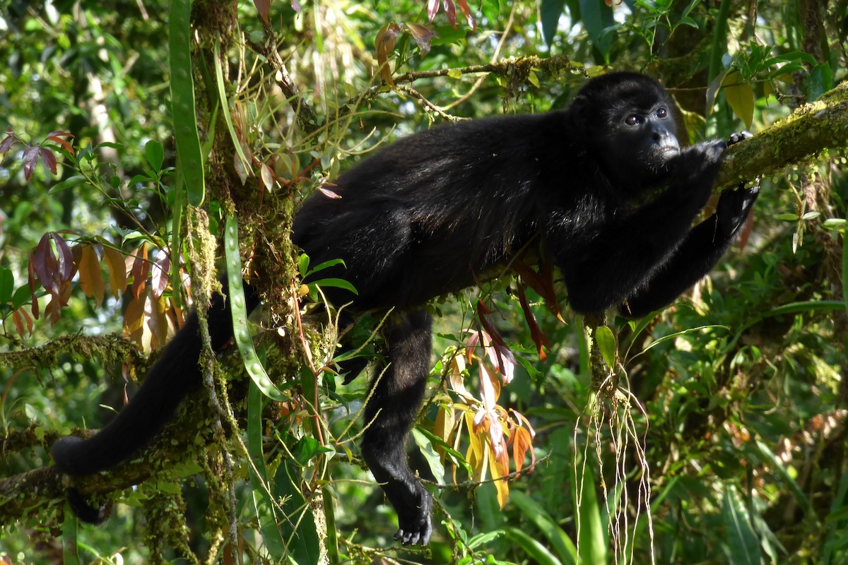 Mantled Howler Monkey - ML645215092