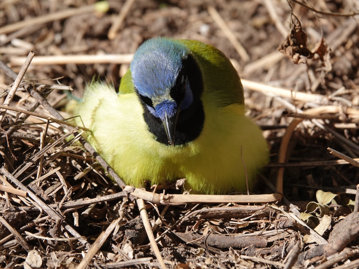 Green Jay (Green) - ML645215095