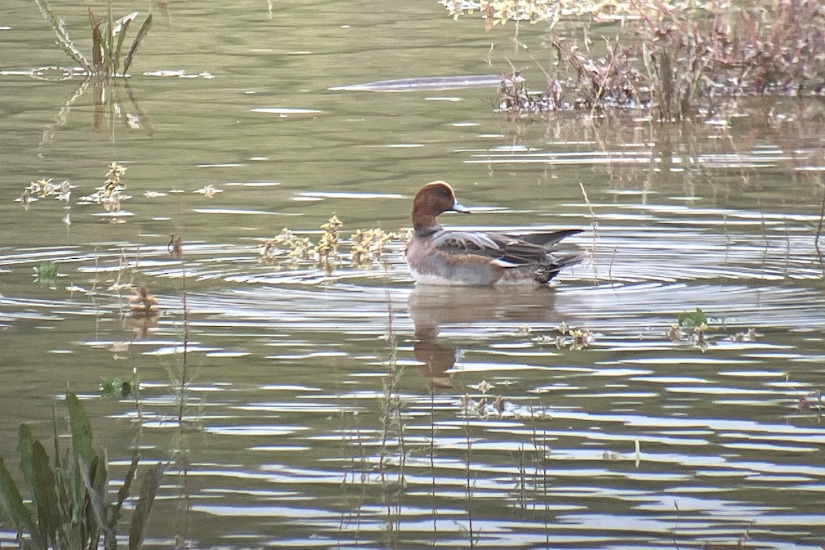 赤頸鴨 - ML645215108