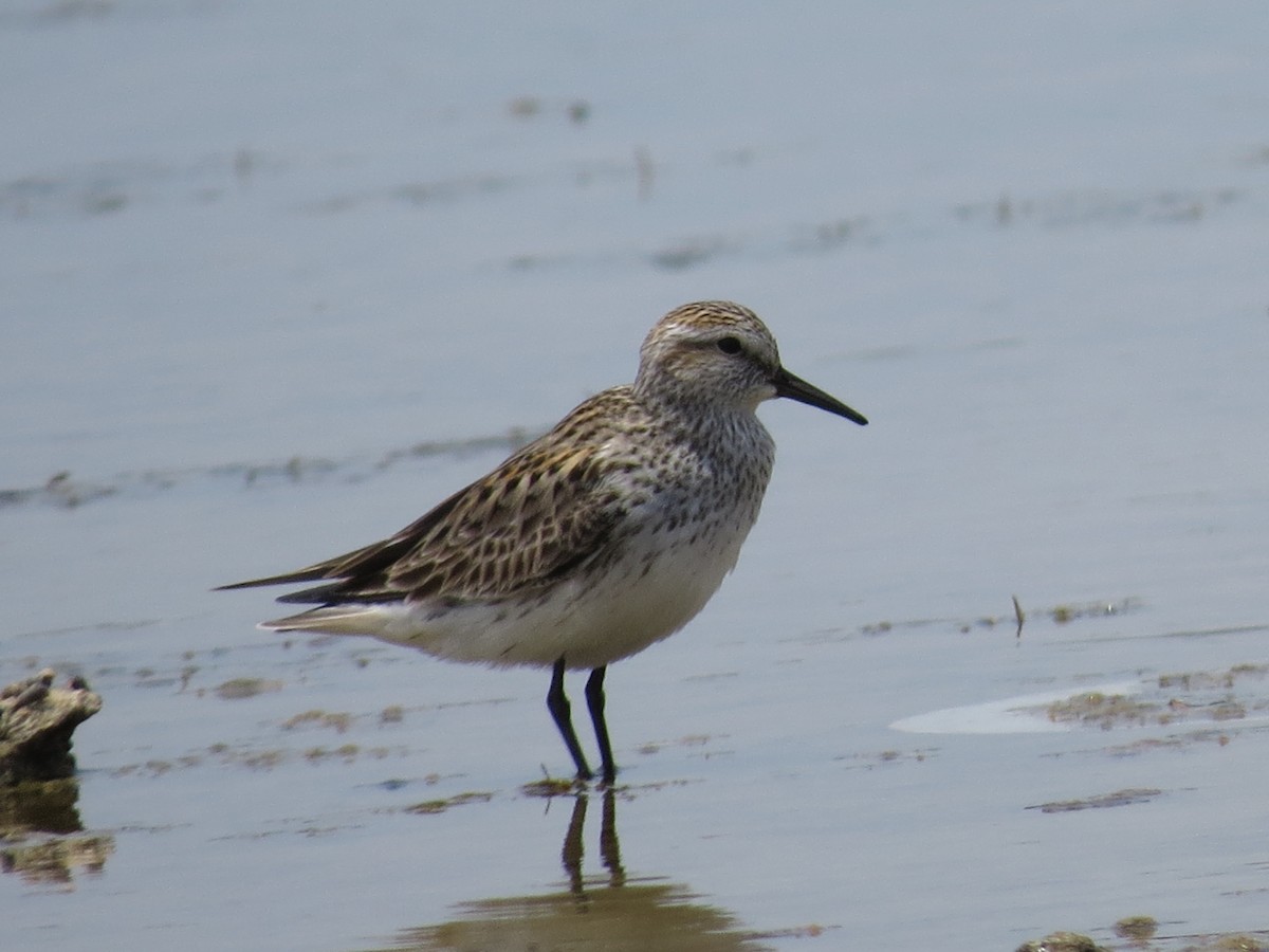 Weißbürzel-Strandläufer - ML64521511