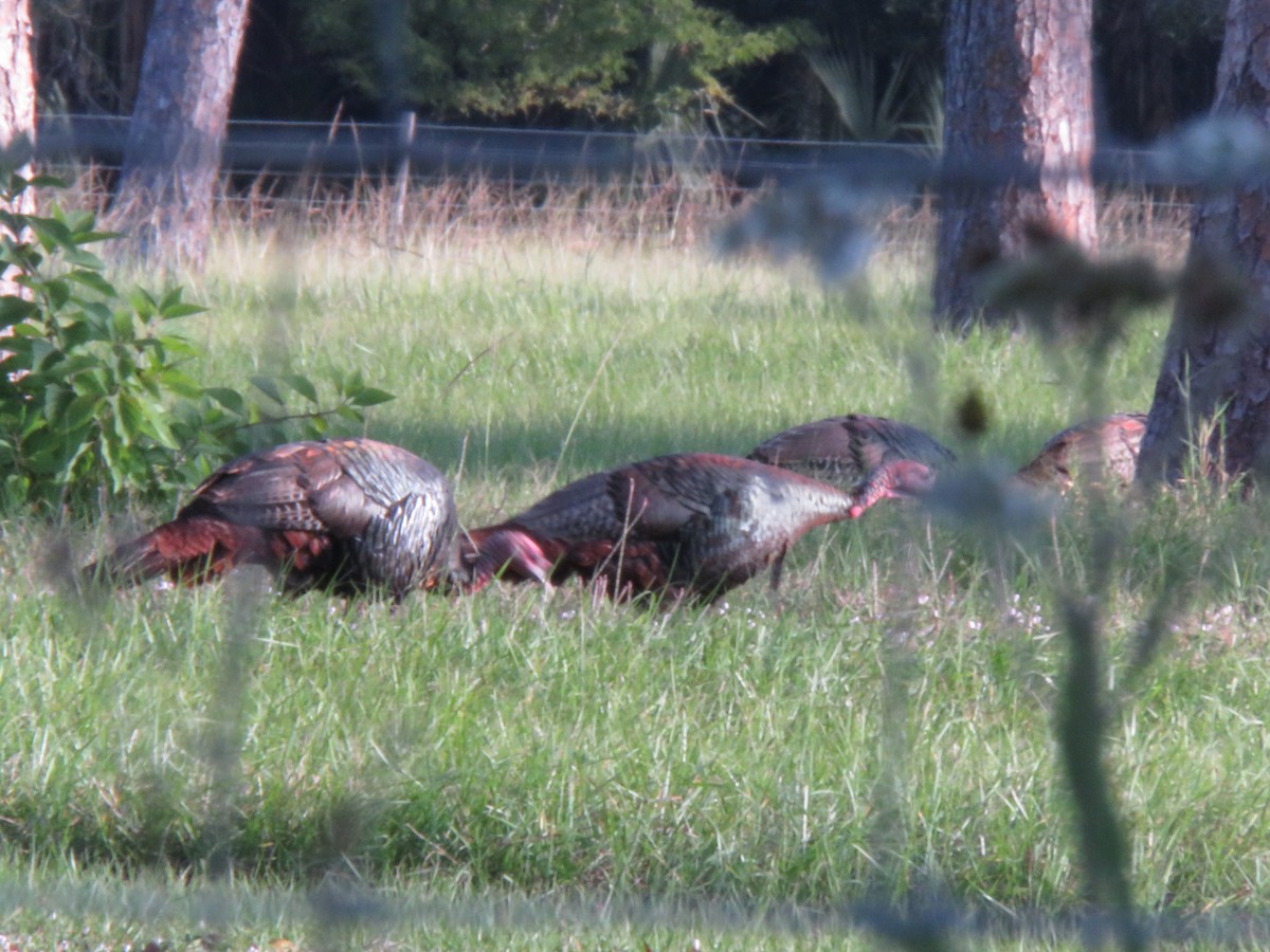 Wild Turkey - ML645215117