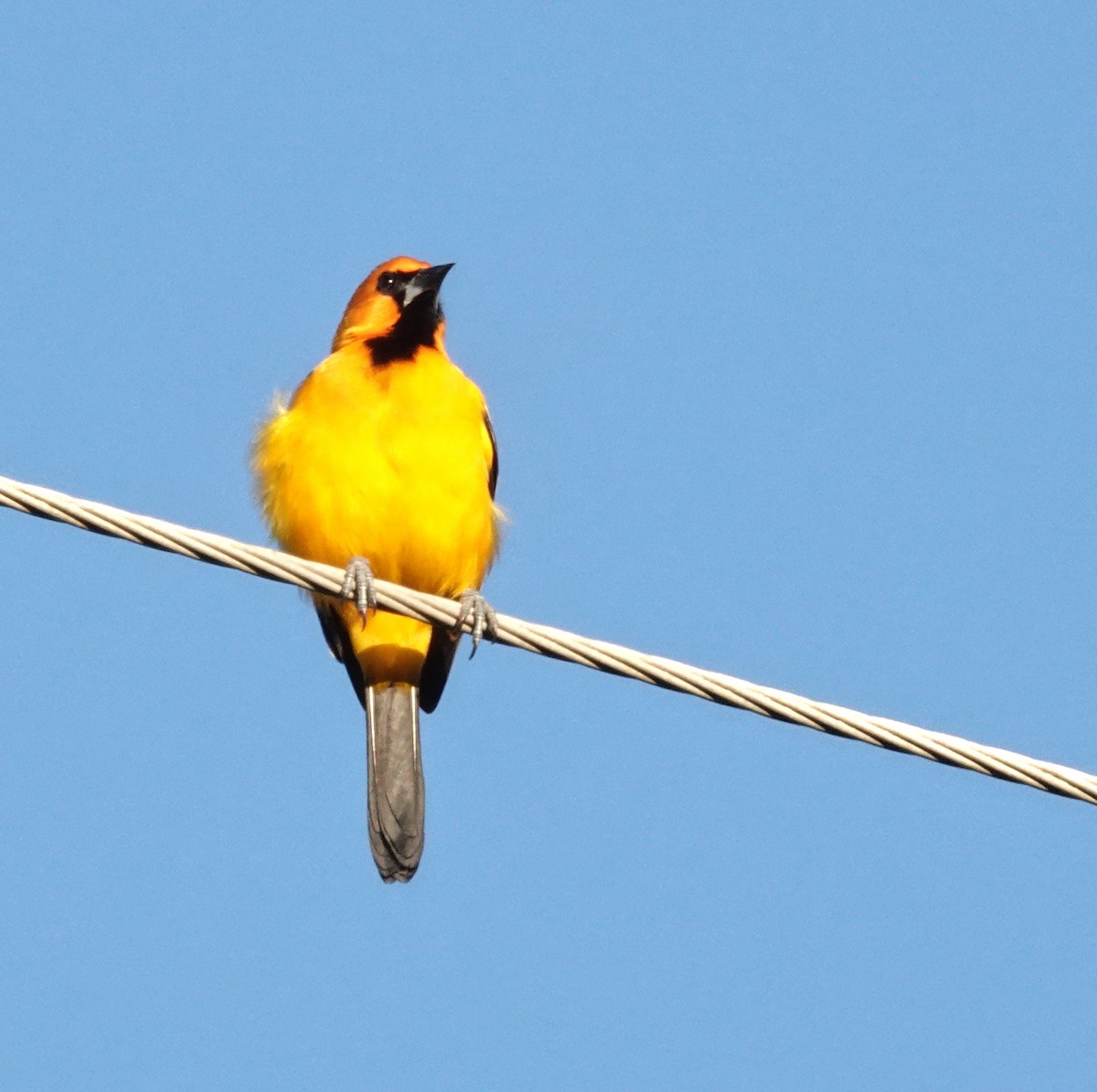Altamira Oriole - ML645215119