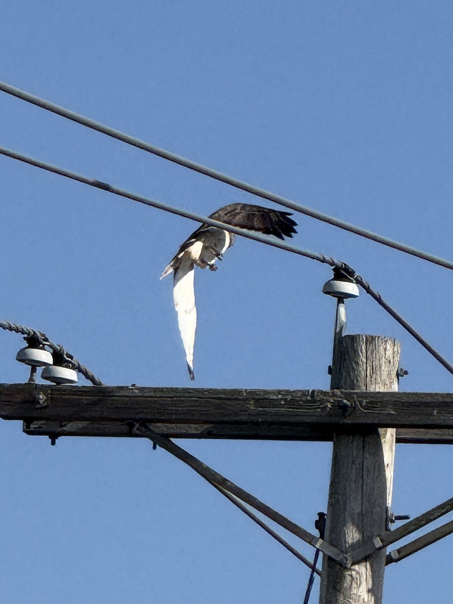 Red-tailed Hawk (Krider's) - ML645215123