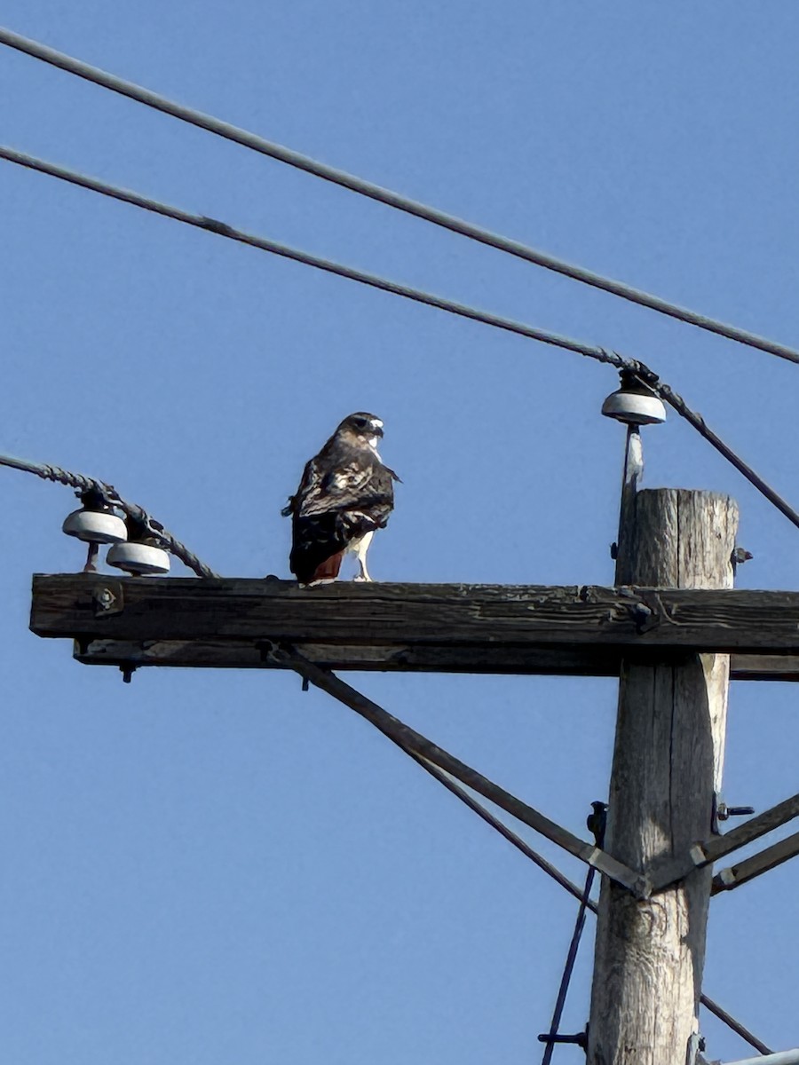 Red-tailed Hawk (Krider's) - ML645215124