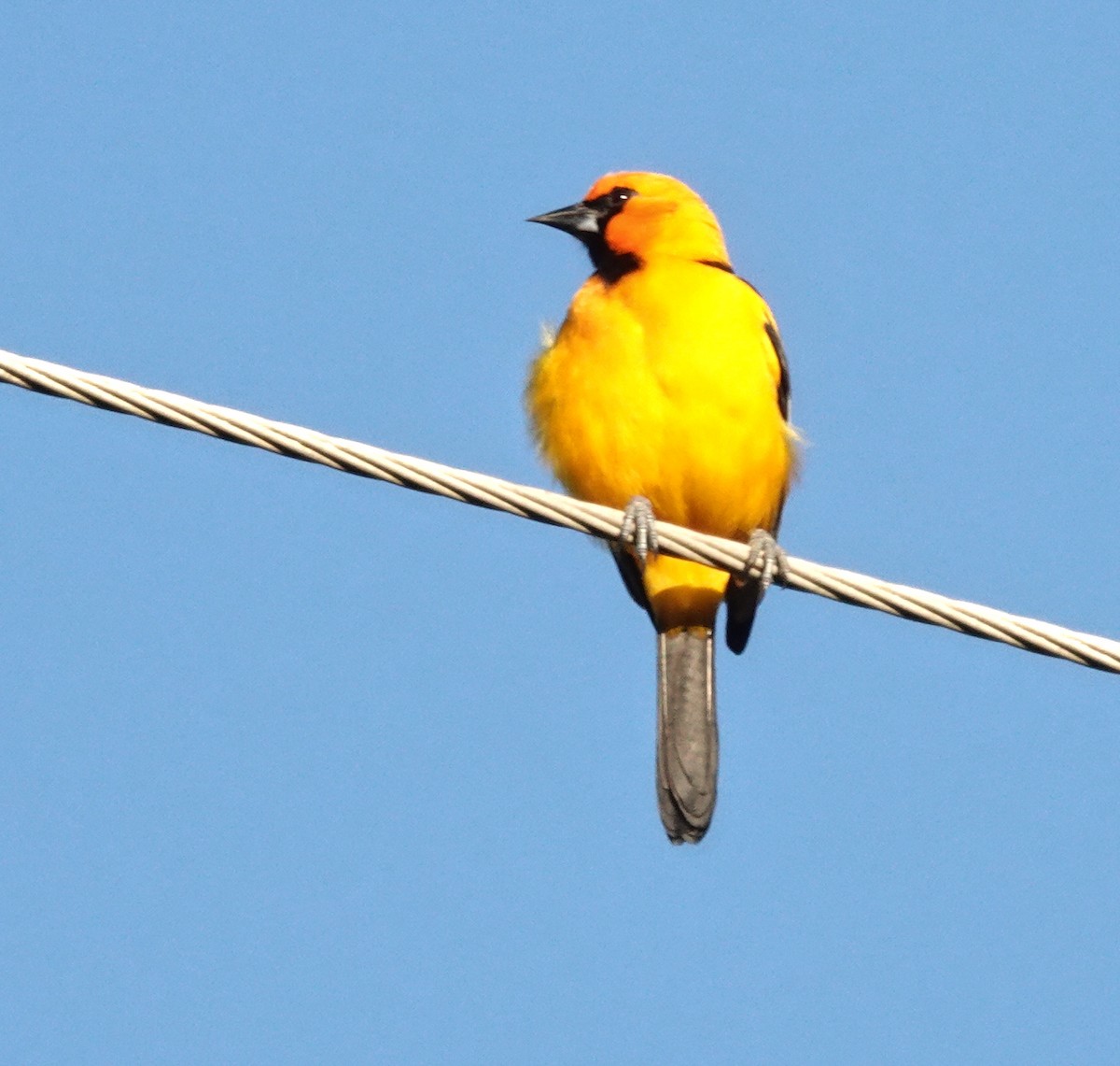 Altamira Oriole - ML645215133