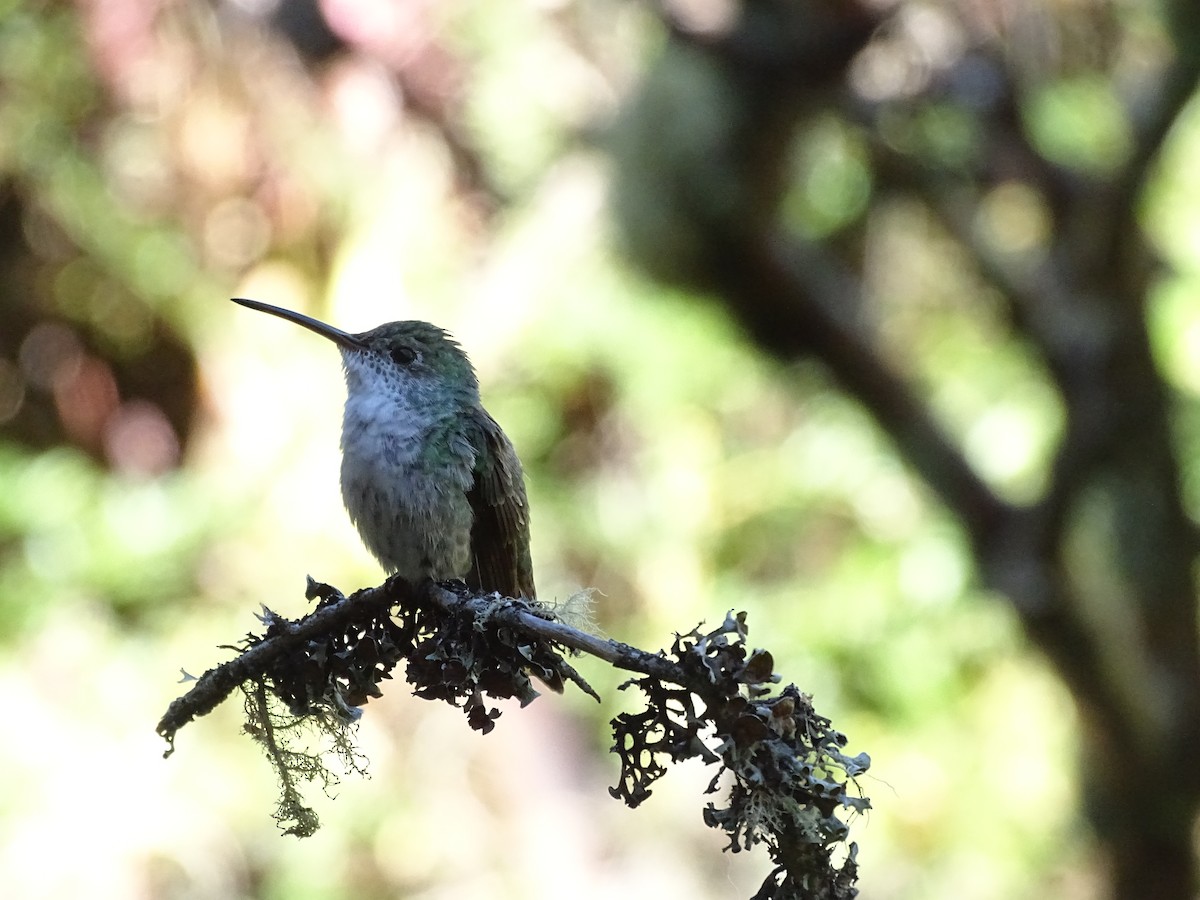 Green-and-white Hummingbird - ML645215135