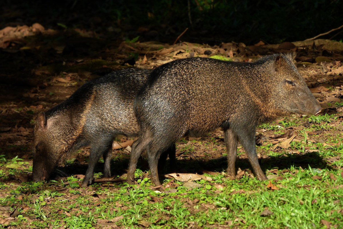 Collared Peccary - ML645215140