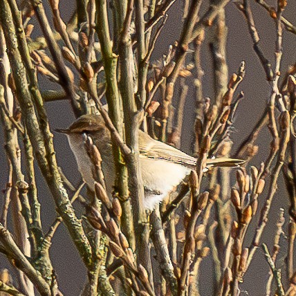 Common Chiffchaff - ML645215141