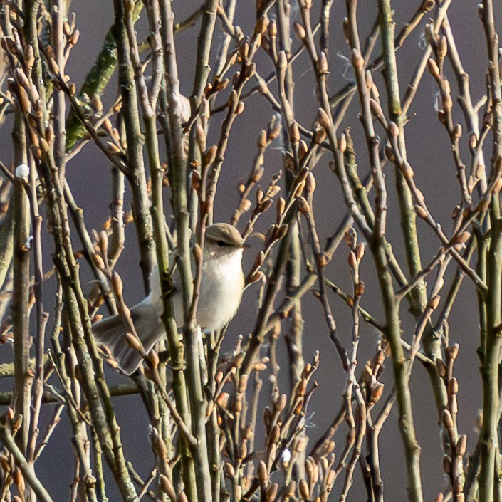 Common Chiffchaff - ML645215142