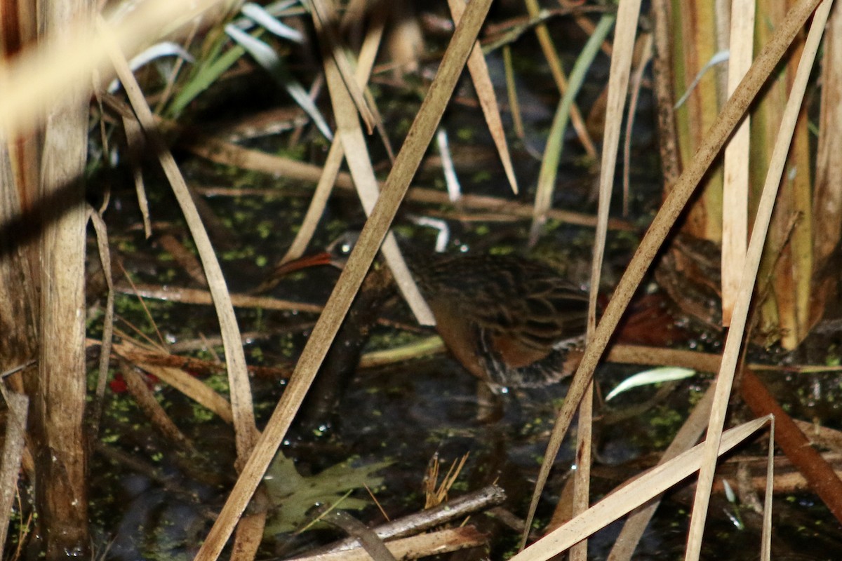 Virginia Rail - ML645215145