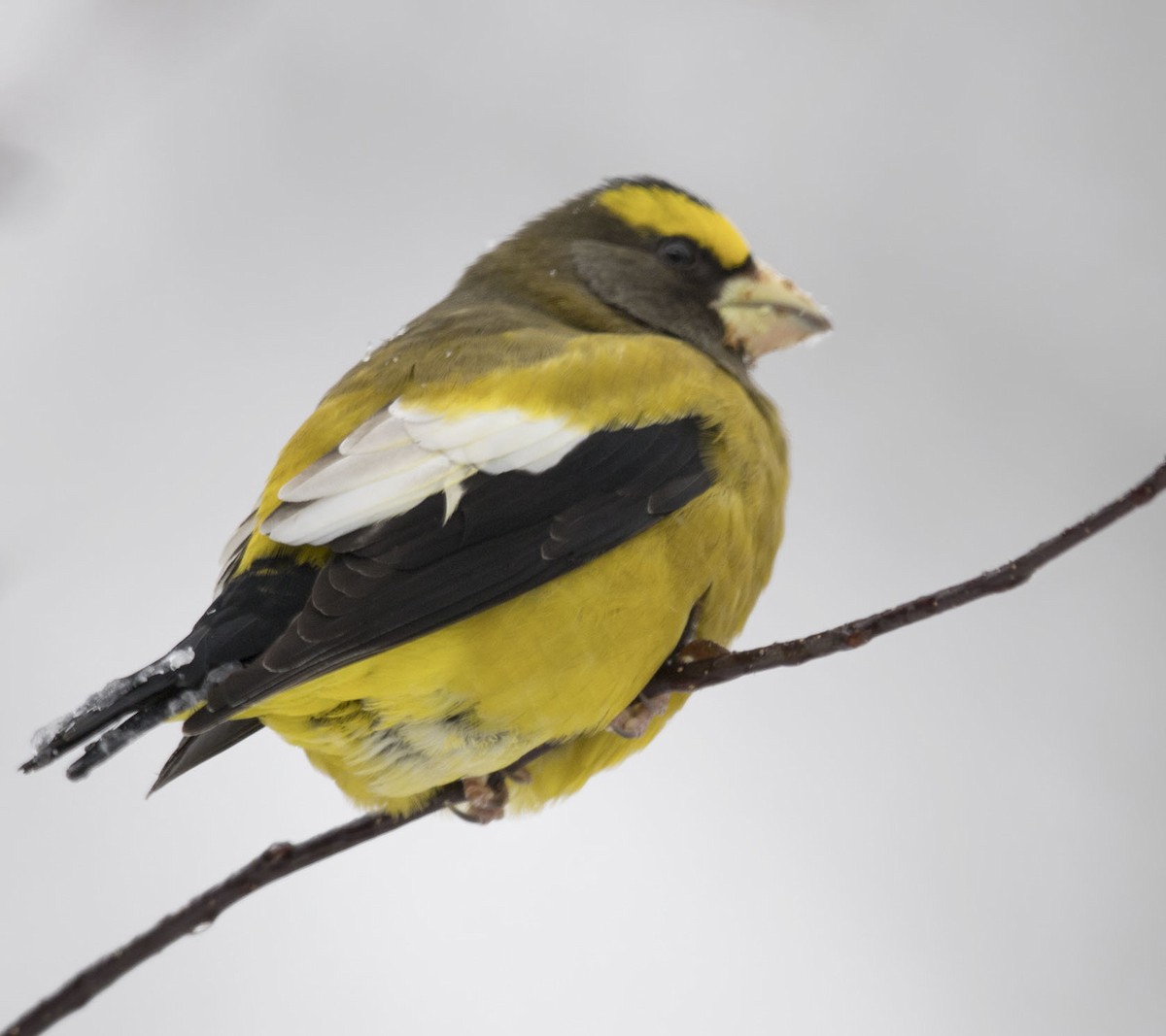 dlask žlutočelý - ML645215173