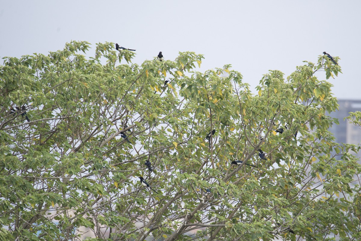 Orientelster - ML645215176