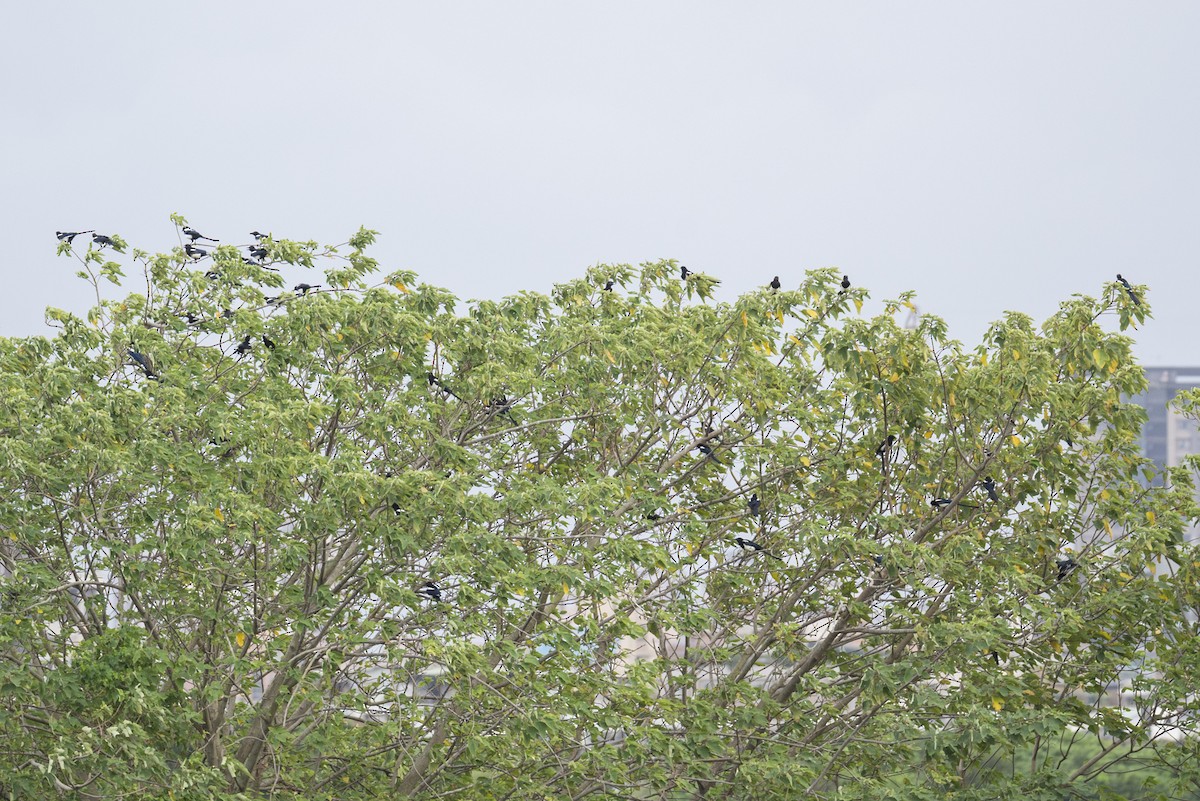 Orientelster - ML645215177