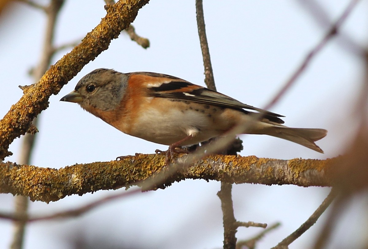 Brambling - ML645215208