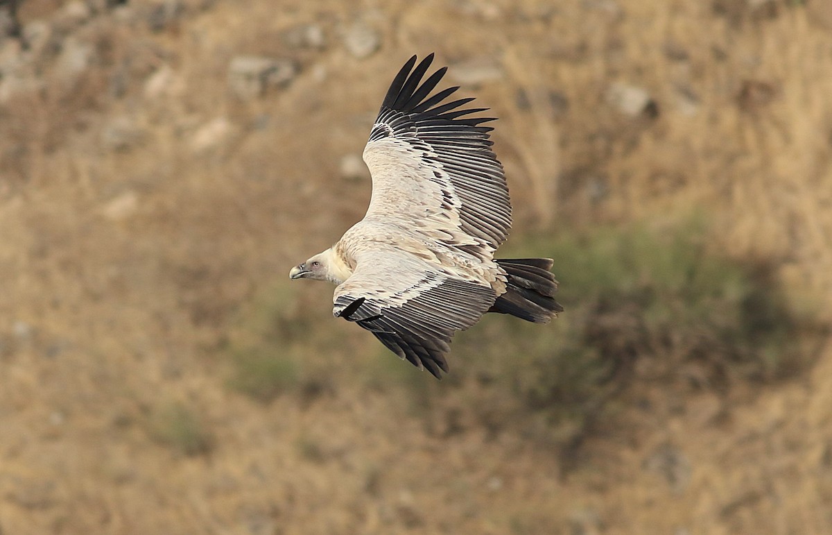 Eurasian Griffon - ML645215223