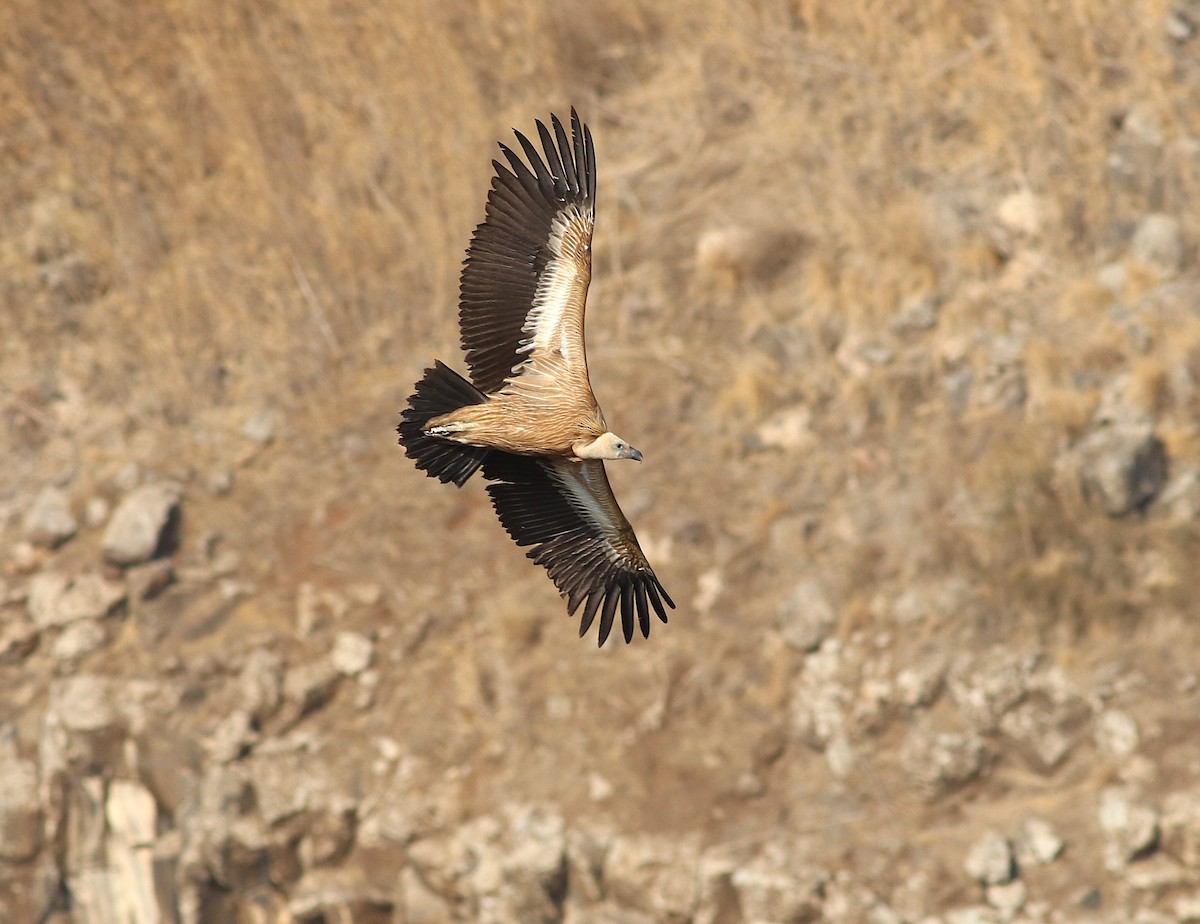 Eurasian Griffon - ML645215224